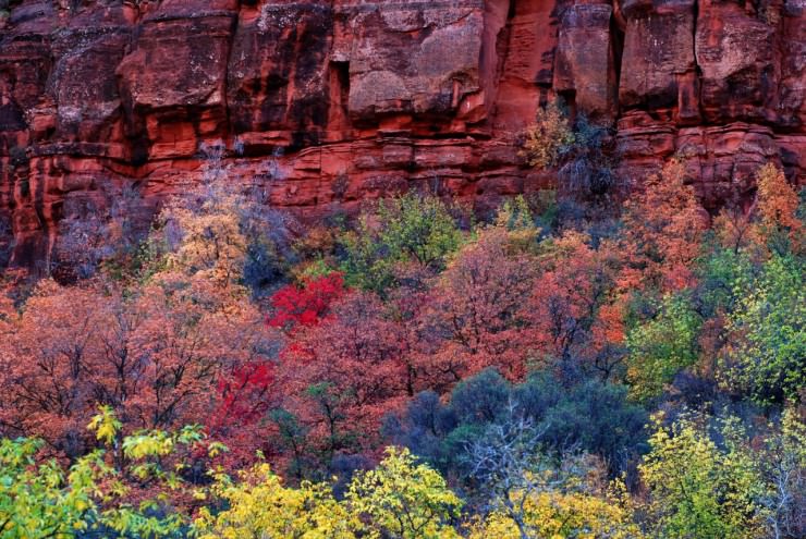 Colorful Foliage in Zion Canyon in Utah, USA