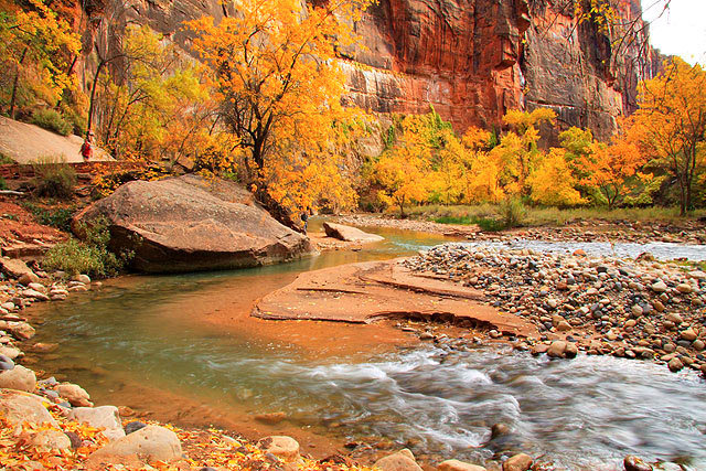Colorful Foliage in Zion Canyon in Utah, USA
