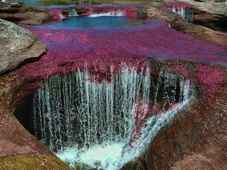 Caño Cristales - the River of Five Colors in Colombia - Places To See In  Your Lifetime