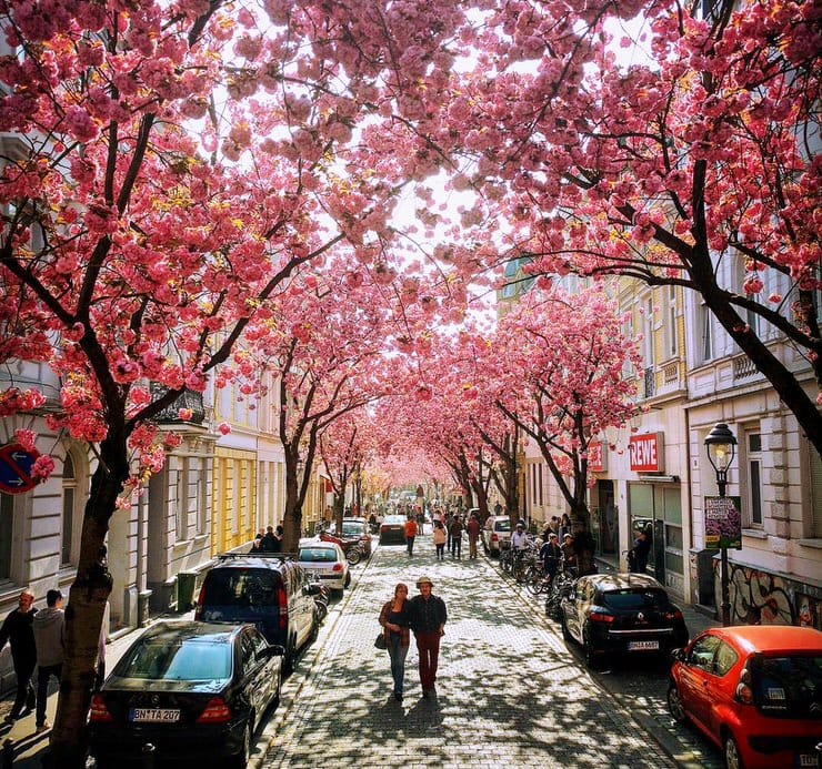 Cherry Blossom Avenue, Bonn