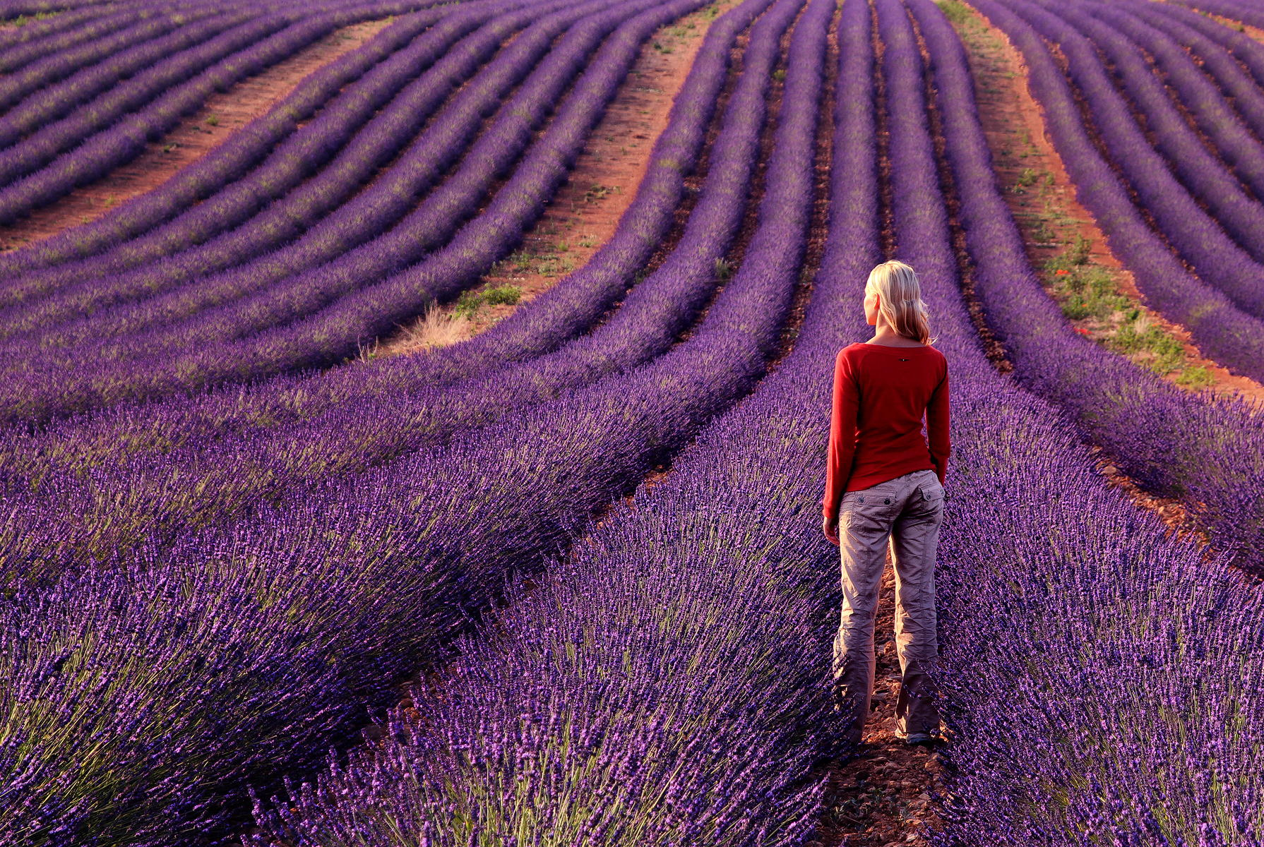 Top 10 Colorful And Fragrant Flowery Fields - Places To See In Your 