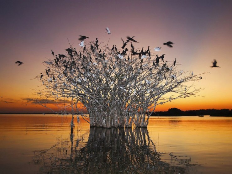 Pantanal-Photo by Mike Bueno