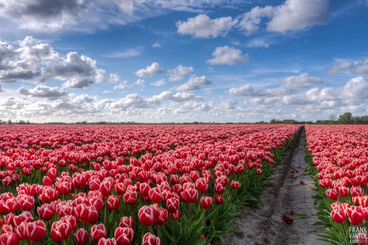 Tulip-Photo by Frank van Tol