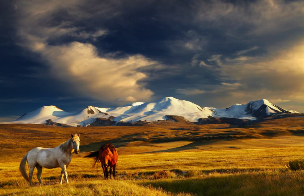 mongolia wilderness tour