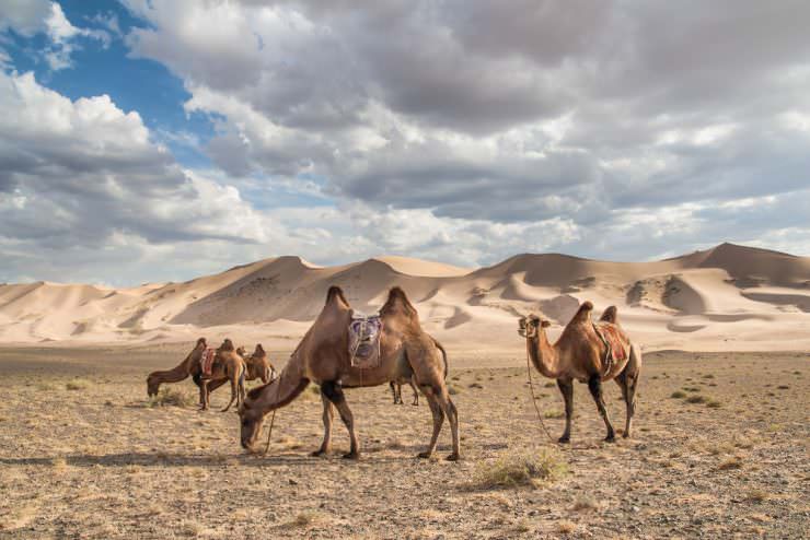 Camels in Gobi Desert, Mongolia