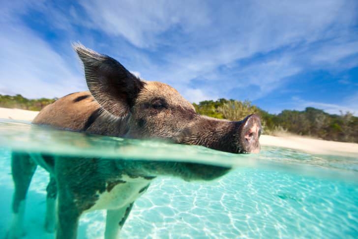 Swimming pig in water at beach on Exuma island Bahamas