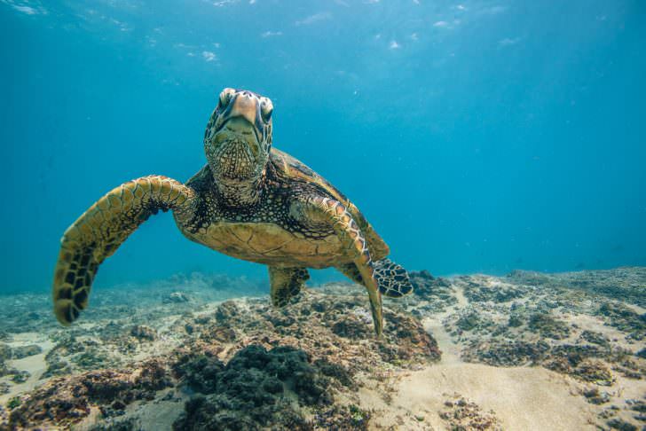 Turtle in Zanzibar