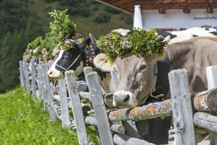 Cows with traditional decoration during the Almabtrieb celebration 1
