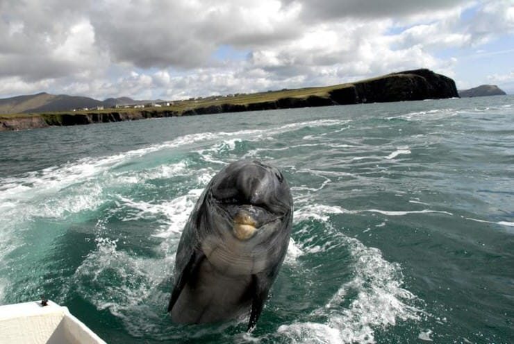 Dolphin-watching, Dingle