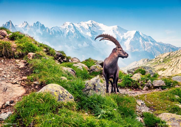 Alpine Ibex on the Monte Bianco background