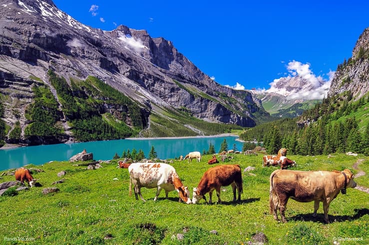 Cows near Oeschinen Lake in Switzerland