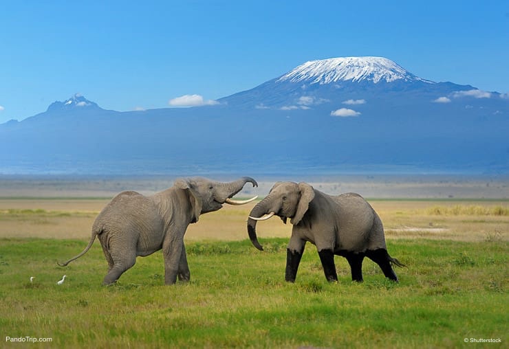 Elephants with Mount Kilimanjaro in the background. Kilimanjaro National Park, Tanzania