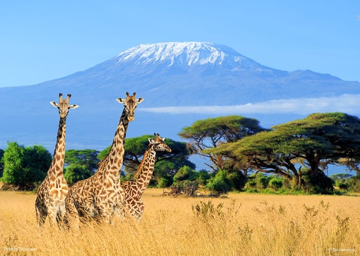 Giraffes with Mount Kilimanjaro in the background. Kilimanjaro National Park, Tanzania