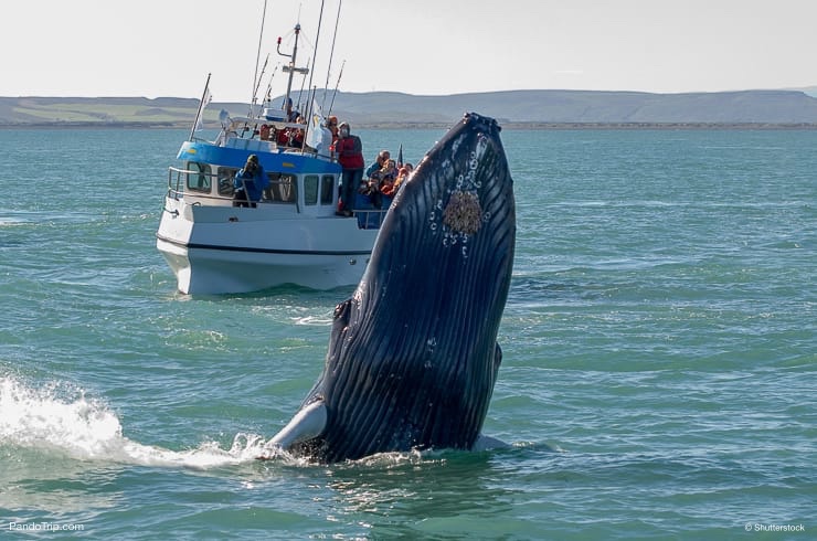 Whale near Husavik City in Iceland