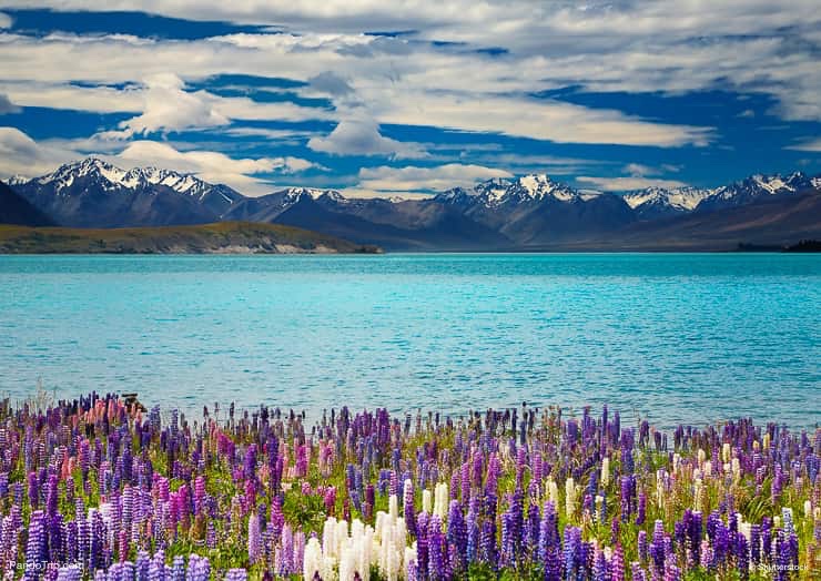 Blooming Lupins on the Coast of Lake Tekapo in New Zealand