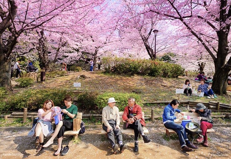 People enjoying cherry blossom at Sumida Park