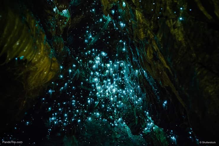 Waitomo Caves, Waikato, New Zealand
