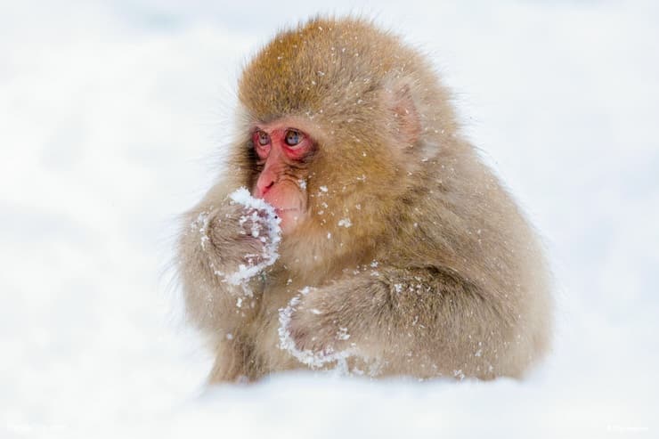 Baby Snow Monkey in Jigokudani monkey park, Japan