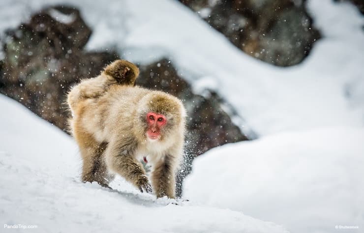 Japanese Macaque on the snow. Jigokudani monkey park, Japan