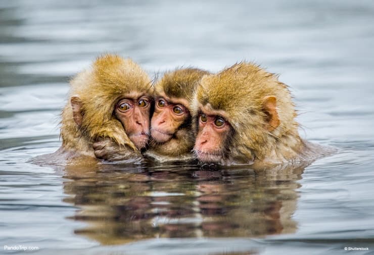 Snow Monkeys in hot springs of Jigokudani monkey park, Japan