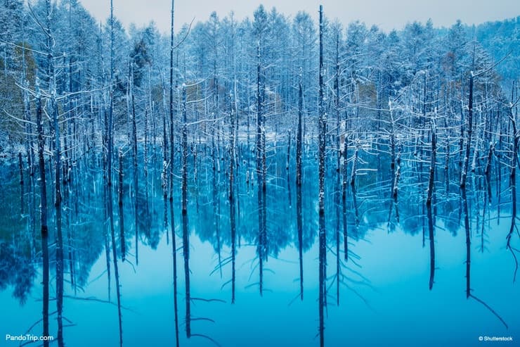 The Blue Pond, Biei, Hokkaido, Japan
