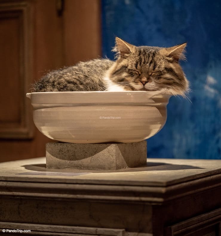 Cat sleeping in a vase. Cat Cafe in Tokyo