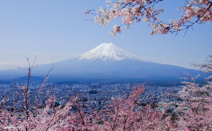 Mount Fuji and Cherry blossom