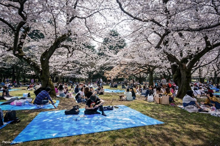 Yoyogi Park in Shibuya during Cherry Blossom season