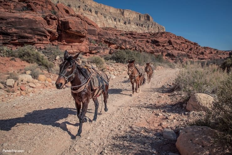 Mules on their way up to to the trailhead