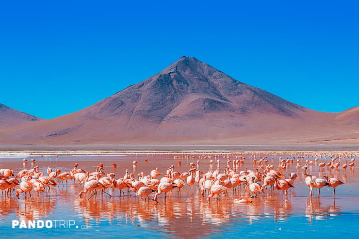 Flamingos, Mountain, Red Laguna Colorada in Bolivia