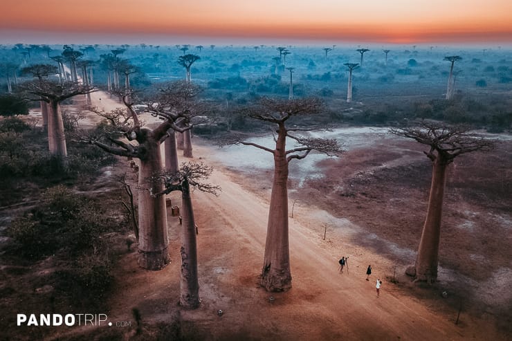 Aerial view of Baobab Avenue, Madagascar