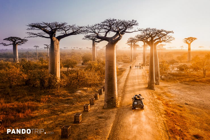 Avenue of the Baobabs, Magascar