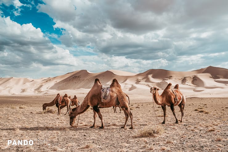 Camels in Gobi Desert, Mongolia