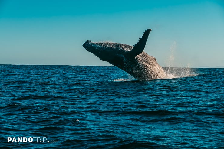 Humpback Whale of Madagascar