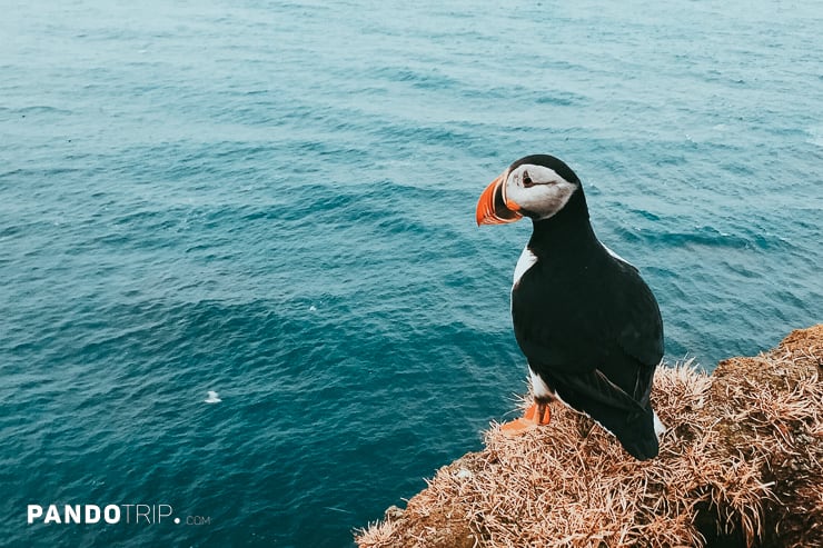 Puffin in Latrabjarg, Iceland