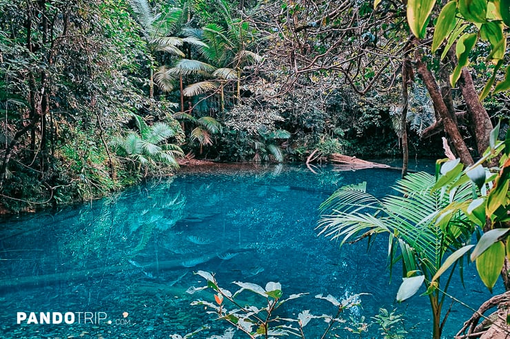 Blue Hole Pools, Cooper Creek, Daintree Rainforest