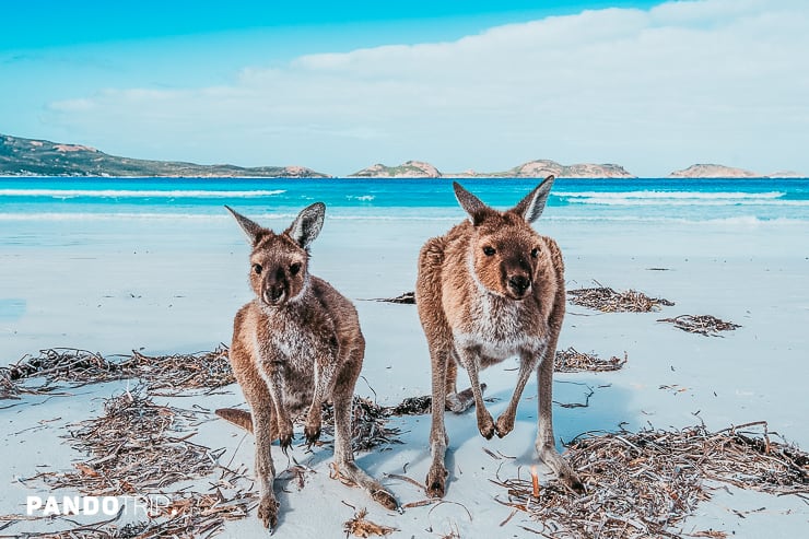 Kangaroos on Kangaroo Island