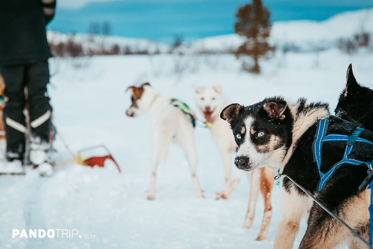 Dog Sledding, Tromso
