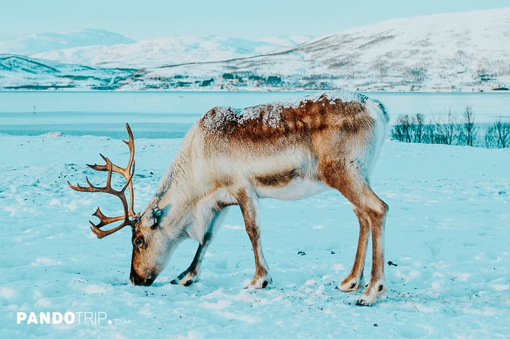 Reindeer, Tromso, Norway