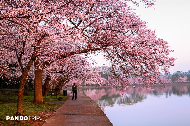 Cherry Blossom Festival Washington