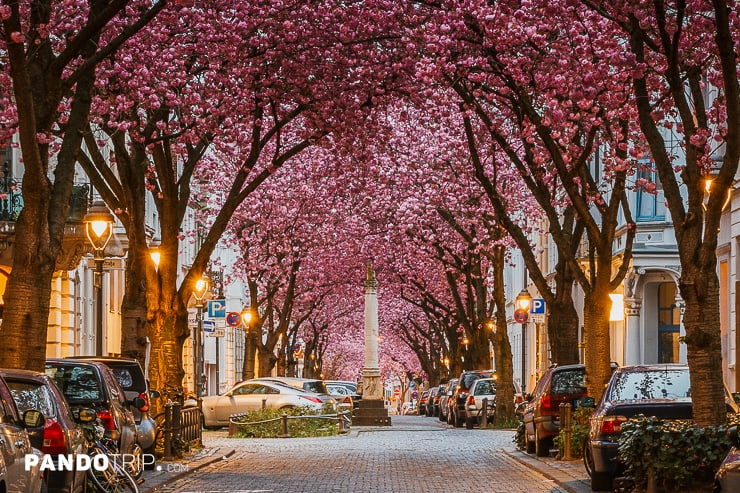 Heerstrasse or Cherry Blossom Avenue in Bonn