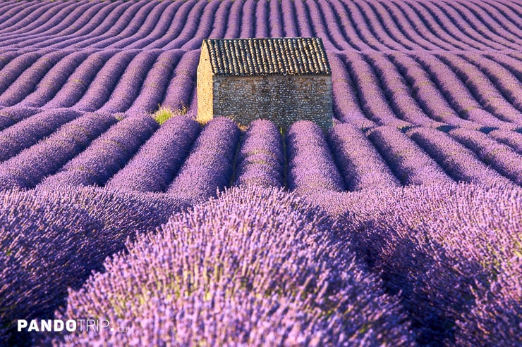 Lavender fields, Plateau de Valensole