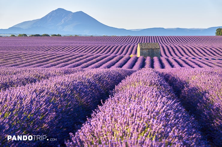 Lavender fields in Plateau de Valensole
