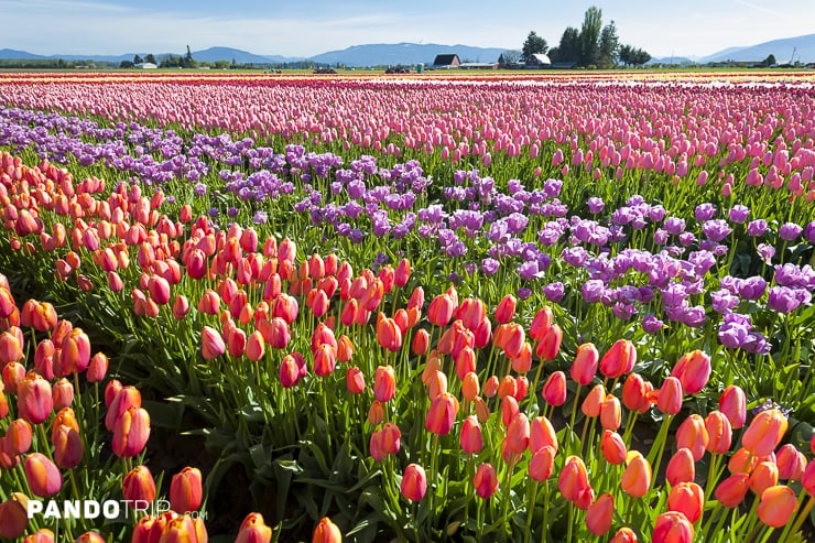 Tulip Fields in Skagit Valley