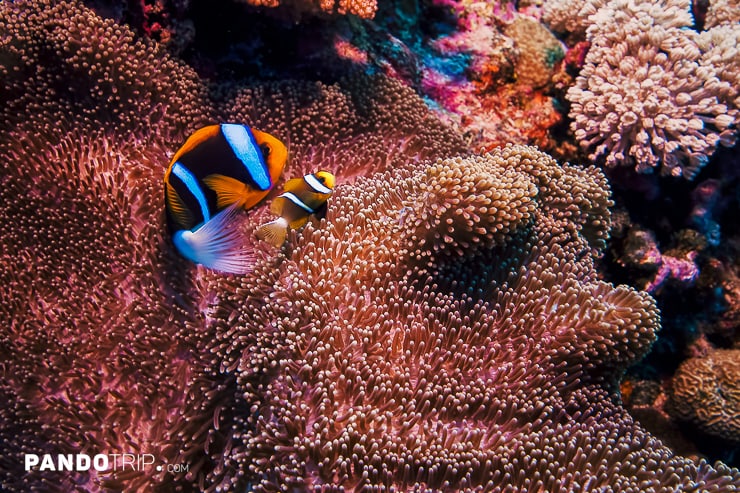 Anemone Fish, Great Barrier Reef in Australia