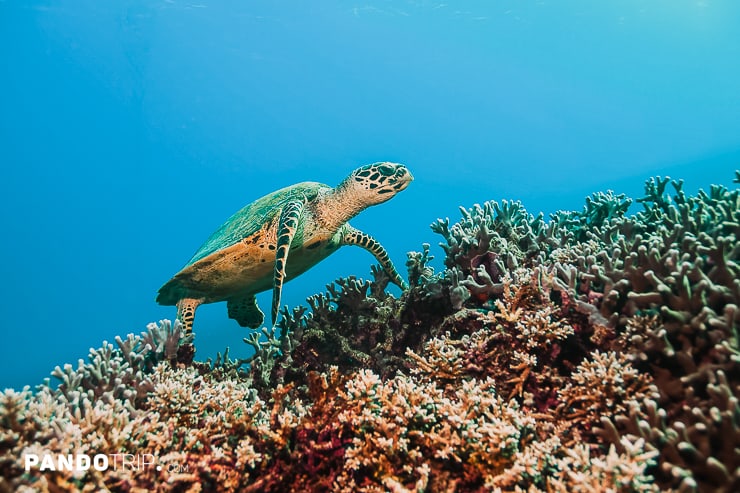 Green Turtle, Great Barrier Reef in Australia
