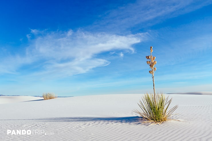 Plants, White Sand Desert, USA