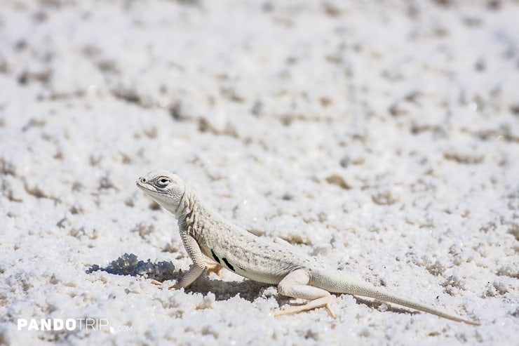 White Lizard at Gypsum Desert