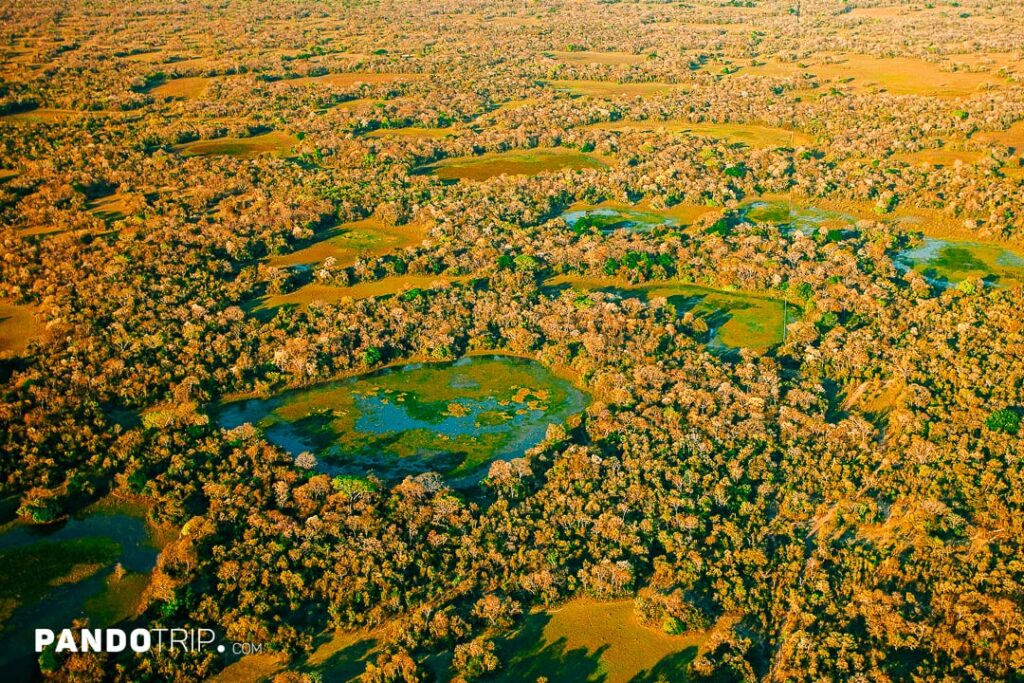 Aerial view of Pantanal