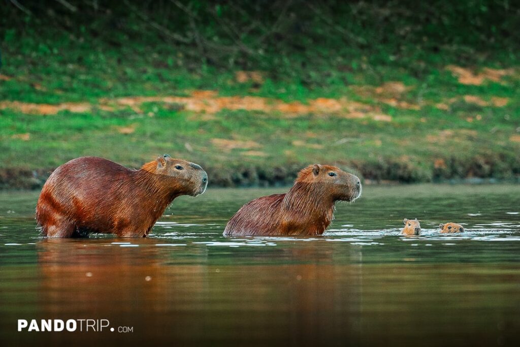 Capybaras family in Pantanal